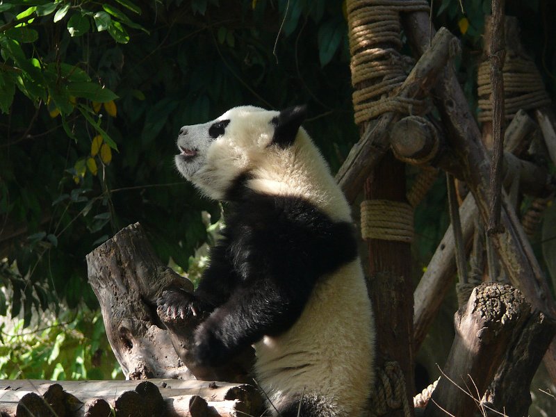 Pandas (043).jpg